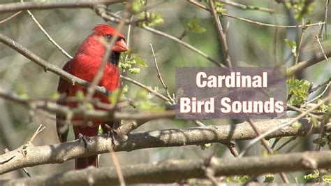 Cardinal bird sound - The male cardinal uses this whistled song to mark his territory and attract a mate. It is one of the bird sounds people most associate with cardinals. However, the …
